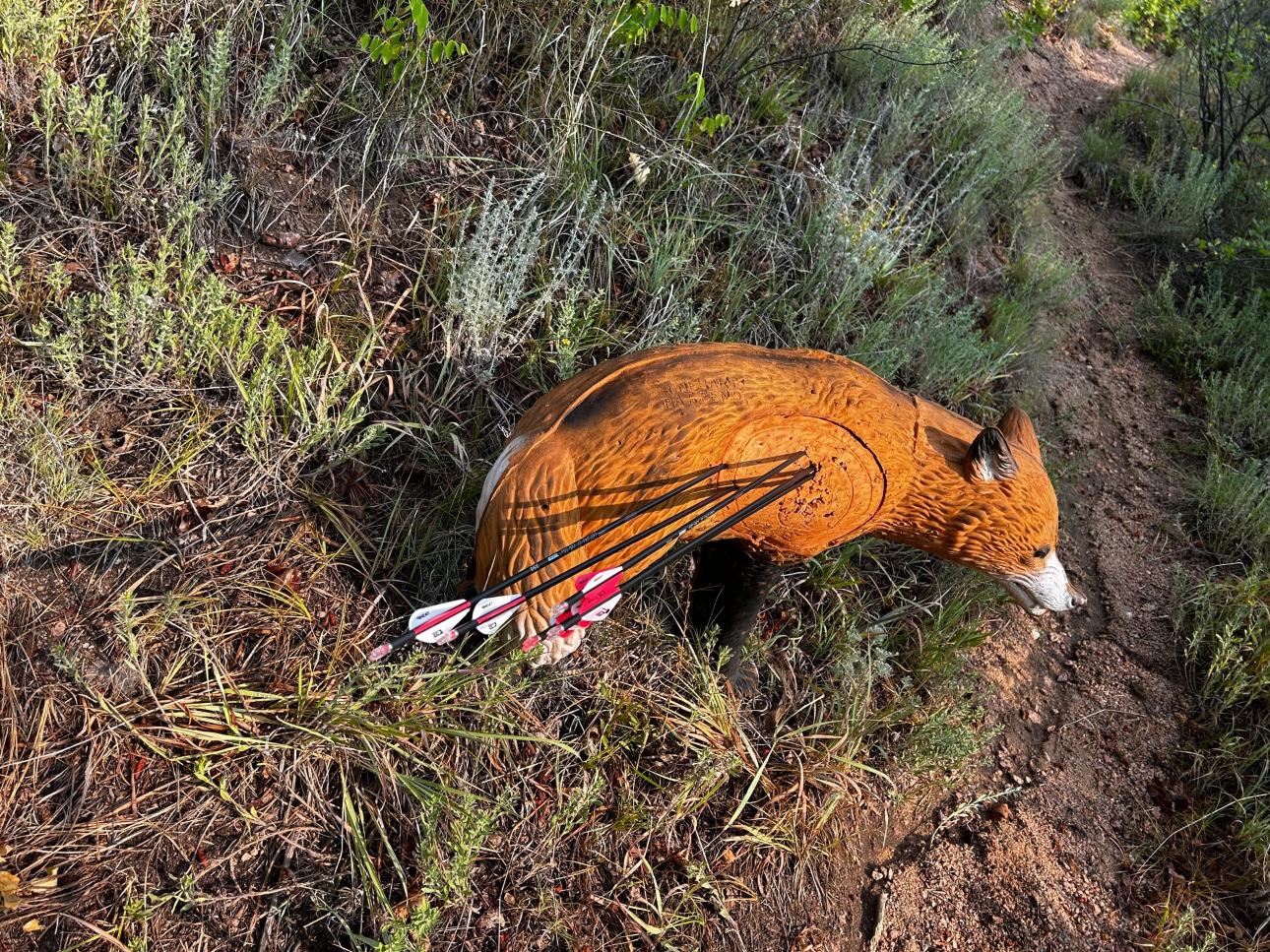 3D fox target full of arrows